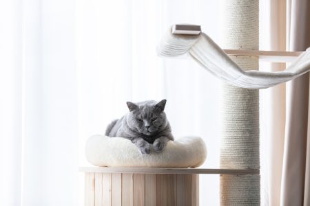British cat lying cat tree scratching post