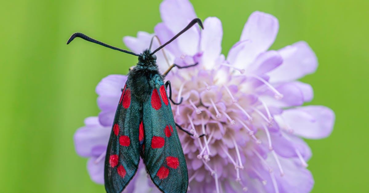 découvrez l'envoûtante magie du "butterfly kiss", une caresse délicate et douce comme un papillon. apprenez comment ce geste simple peut exprimer amour et tendresse, et laissez-vous séduire par l'art de créer des moments inoubliables.