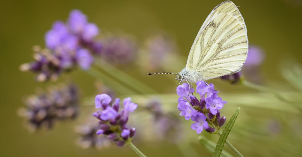découvrez l'envoûtante douceur du 'butterfly kiss', un geste délicat qui évoque tendresse et complicité. plongez dans un monde où chaque effleurement soulève des émotions et crée des souvenirs inoubliables.
