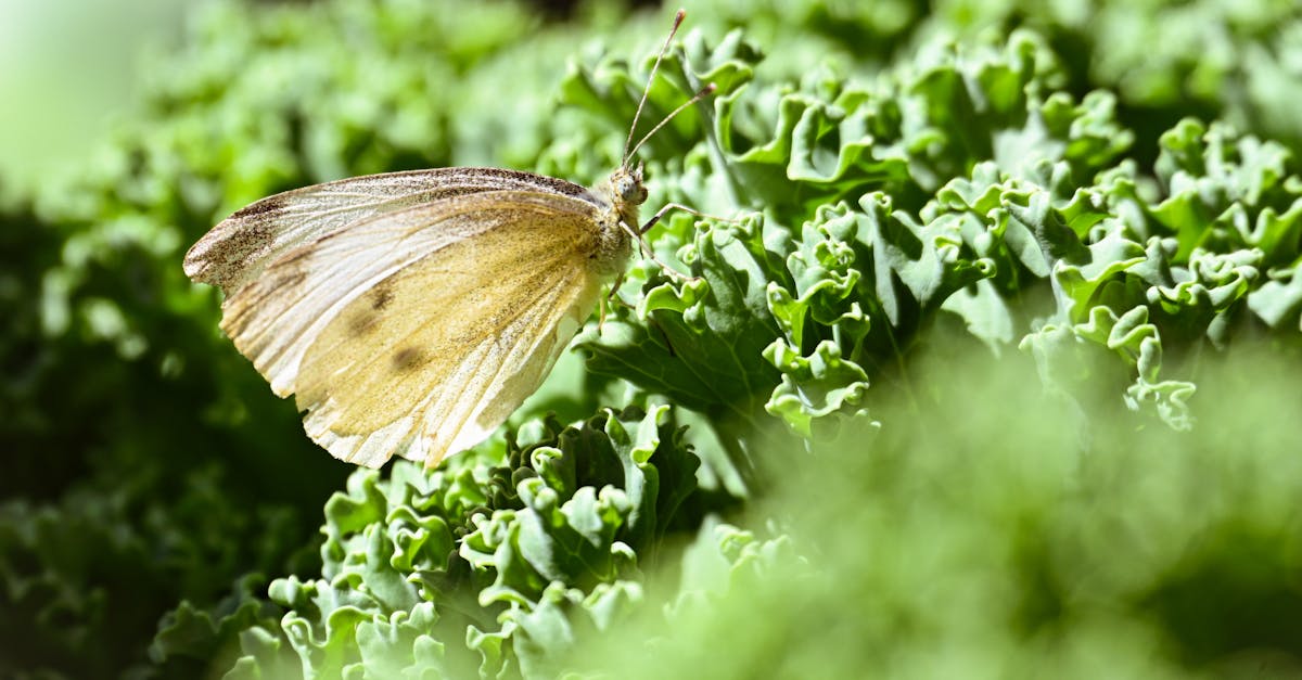 découvrez la douceur du 'butterfly kiss', un geste tendre et délicat qui fait frissonner les cœurs. apprenez tout sur cette caresse légère, symbole d'affection et de romantisme, et laissez-vous séduire par la magie des moments partagés.