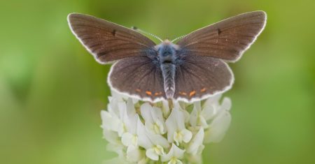 découvrez l'envoûtante magie du 'butterfly kiss', une tendresse délicate et spontanée qui évoque des souvenirs d'enfance et des gestes d'affection. plongez dans l'univers poétique de ce baiser doux comme une caresse, où les papillons dansent en harmonie avec vos émotions. une invitation à célébrer l'amour sous toutes ses formes.