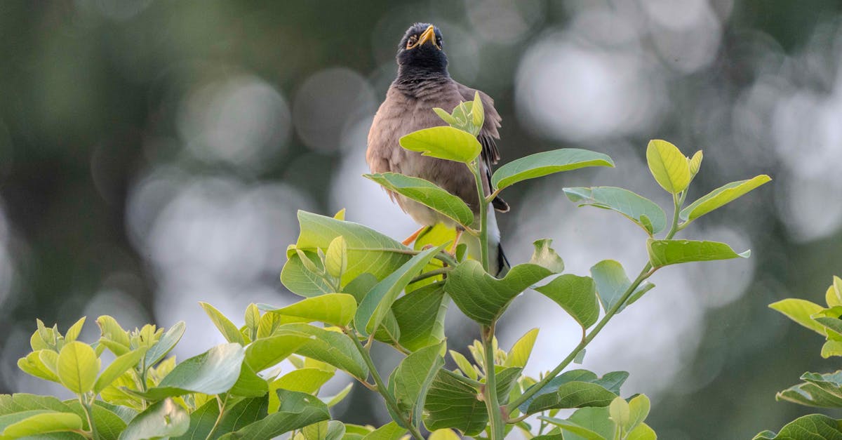 découvrez notre service de gestion des appels, optimisé pour améliorer la communication et la productivité. profitez d'une expérience téléphonique fluide et efficace, que ce soit pour des appels professionnels ou personnels.