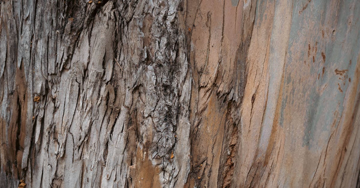 découvrez tout sur la circonférence : définition, formules, calculs et applications pratiques. apprenez à mesurer la circonférence des cercles et comment elle est utilisée en mathématiques et dans la vie quotidienne.