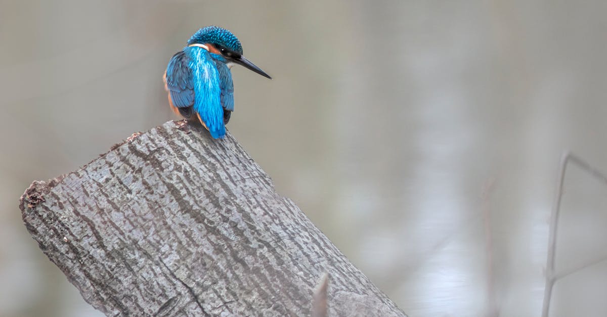 découvrez les différents types de classifications et leur importance dans divers domaines. apprenez comment elles structurent les informations et facilitent l'analyse dans la recherche, la biologie, et bien d'autres secteurs.