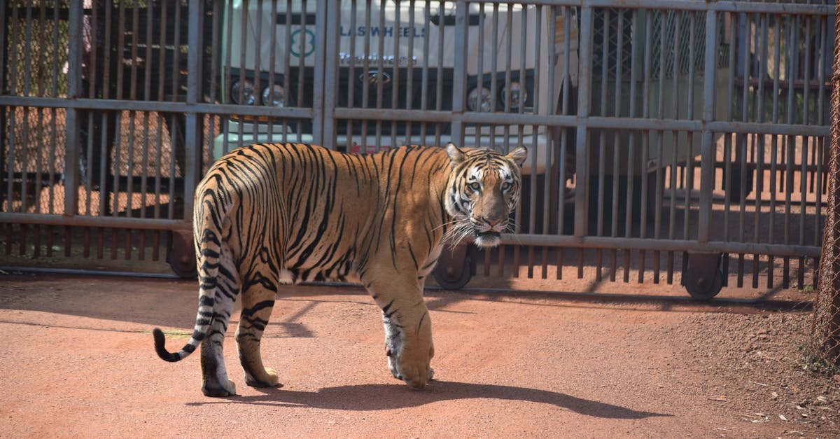 découvrez les différentes classifications utilisées dans divers domaines, allant de la biologie à la psychologie, et comprenez leur importance pour l'organisation et l'analyse des informations. plongez dans un monde d'exemples pratiques et d'applications.