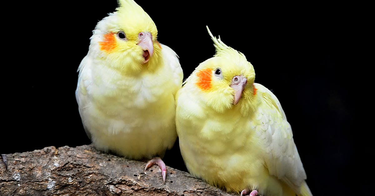 découvrez comment déterminer le sexe de votre cacatoès grâce à des méthodes simples et efficaces. apprenez à identifier les caractéristiques physiques et comportementales qui distinguent les mâles des femelles, pour mieux comprendre et s'occuper de votre compagnon à plumes.