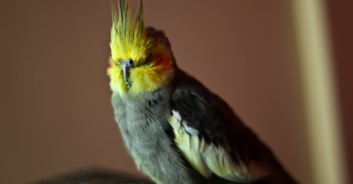découvrez comment identifier le sexe de vos cockatiels avec notre guide complet sur le sexage des calopsittes. apprenez à reconnaître les différences physiques et comportementales pour bien comprendre vos compagnons à plumes.