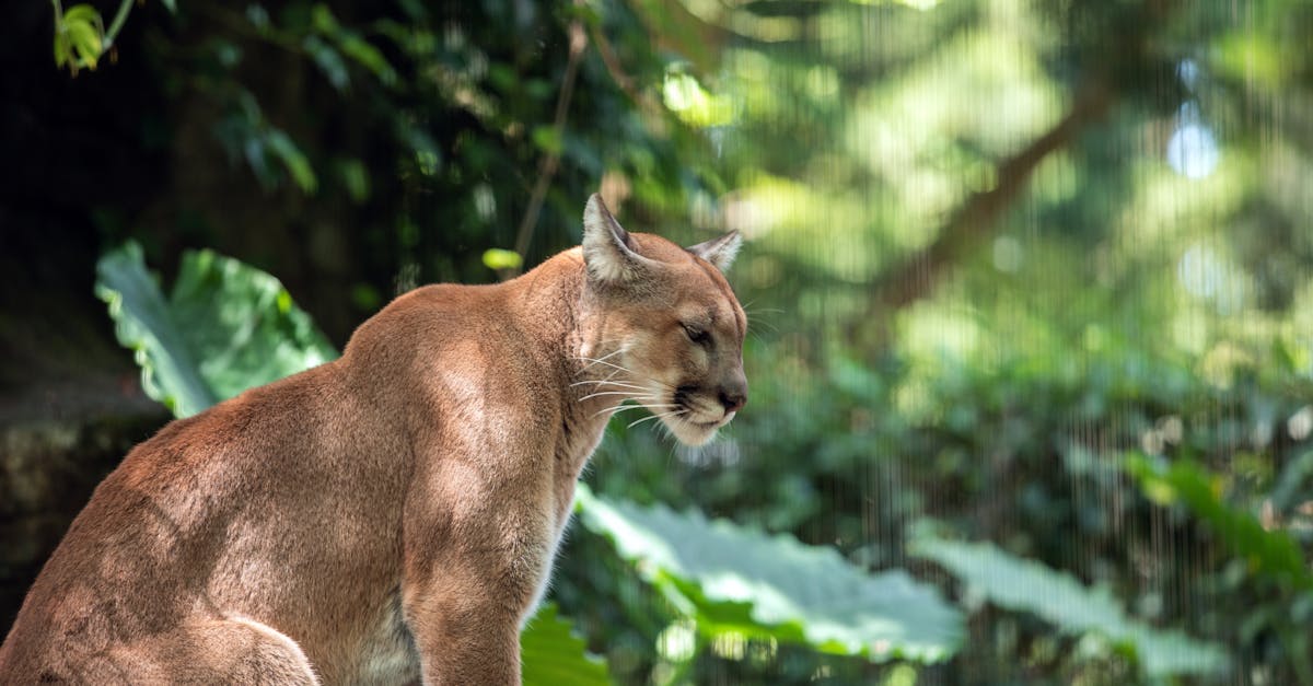 découvrez l'univers fascinant des cougars, ces grands félins majestueux. apprenez tout sur leur habitat, leur comportement et leur rôle dans l'écosystème. plongez dans la vie de ces prédateurs charismatiques et admirez leur beauté et leur puissance.