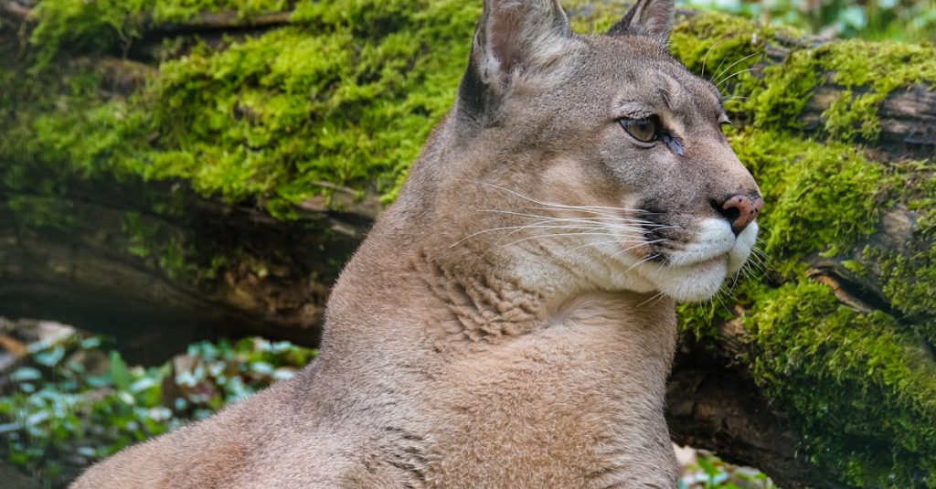 découvrez le monde fascinant des cougars, ces grands félins majestueux et mystérieux. apprenez-en plus sur leur habitat, leur comportement et leur rôle dans l'écosystème. un aperçu captivant de ces prédateurs emblématiques de la nature.