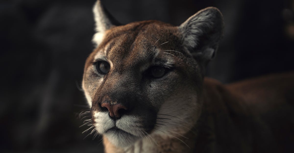 découvrez le monde fascinant des cougars, ces félins majestueux et habiles, connus pour leur agilité et leur capacité d'adaptation. apprenez-en plus sur leur habitat, leur comportement et leur rôle essentiel dans l'écosystème.