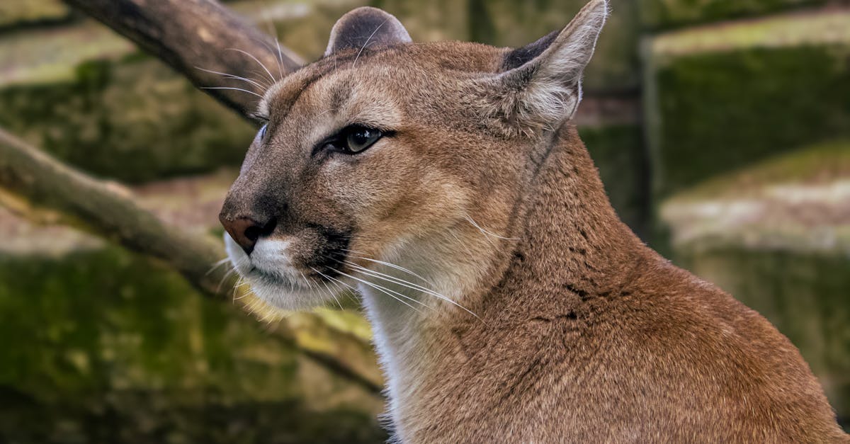 découvrez le monde fascinant des cougars, ces majestueux félins sauvages. plongez dans leur habitat, leur comportement et leur rôle crucial dans l'écosystème.