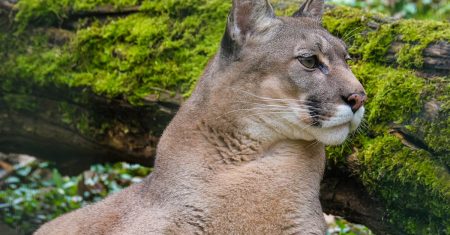 découvrez le monde fascinant des cougars, ces grands félins majestueux et mystérieux. apprenez-en plus sur leur habitat, leur comportement et leur rôle dans l'écosystème. un aperçu captivant de ces prédateurs emblématiques de la nature.