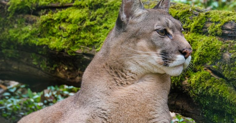 découvrez le monde fascinant des cougars, ces grands félins majestueux et mystérieux. apprenez-en plus sur leur habitat, leur comportement et leur rôle dans l'écosystème. un aperçu captivant de ces prédateurs emblématiques de la nature.