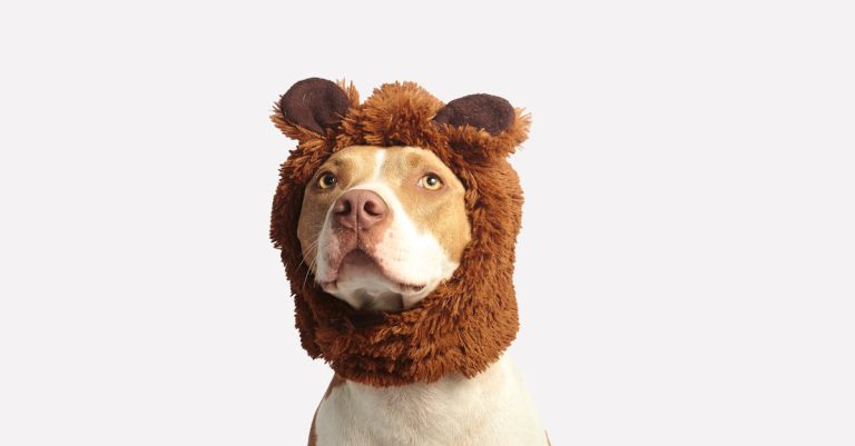 découvrez des portraits de chiens uniques et captivants qui capturent l'essence et la personnalité de votre fidèle compagnon. offrez à votre animal de compagnie une œuvre d'art qui lui rend hommage.