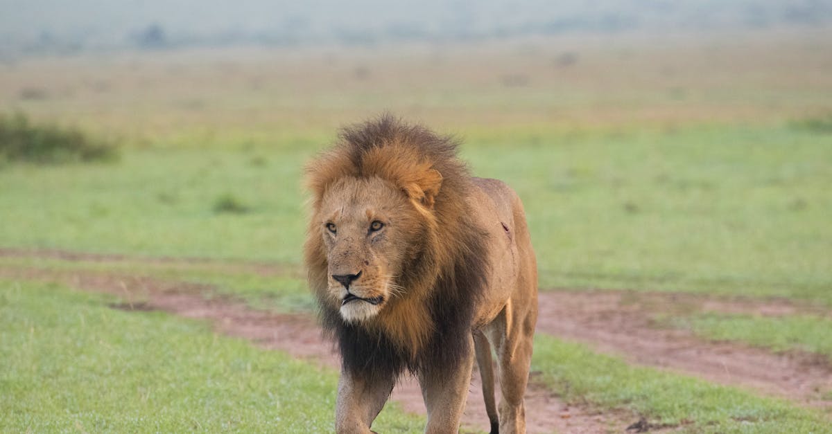 découvrez les nuances de la dominance, un concept fascinant qui explore le pouvoir, le leadership et les dynamiques interpersonnelles. plongez dans nos analyses et réflexions sur ce sujet captivant.