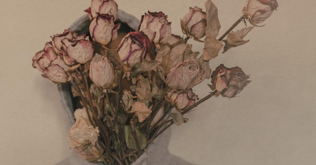 découvrez notre collection de roses séchées, une décoration intemporelle qui apporte une touche d'élégance et de romance à votre intérieur. parfaites pour des arrangements floraux, ces fleurs préservées vous permettent de profiter de leur beauté durable tout au long de l'année.