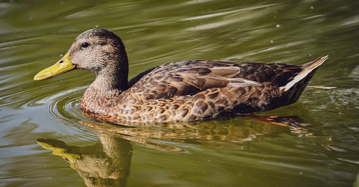 découvrez les différences de genre chez les canards : caractéristiques physiques, comportements, et conseils pour identifier les mâles et les femelles. apprenez tout sur ces fascinants oiseaux et leur biologie.