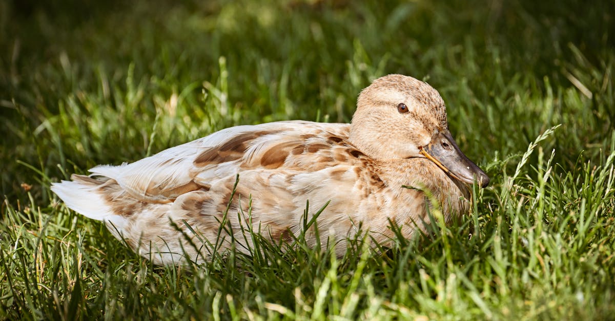 découvrez les différences de genre chez les canards : comportements, caractéristiques physiques et rôles dans la reproduction. plongez dans l'univers fascinant de ces oiseaux et apprenez à les distinguer facilement.
