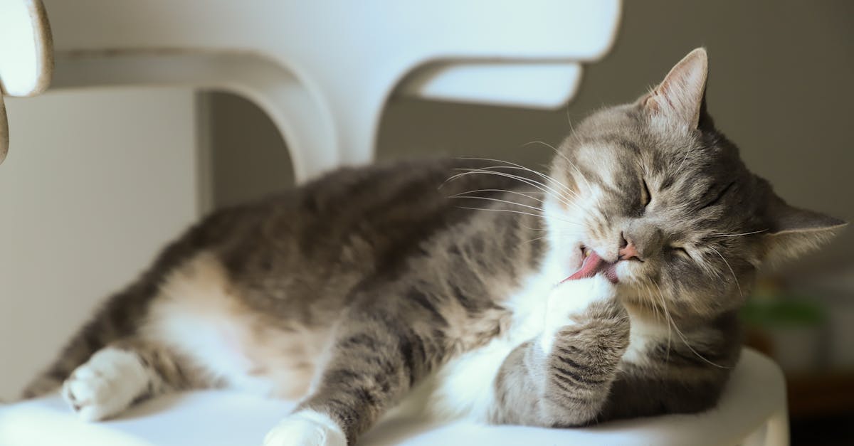 découvrez nos astuces et techniques efficaces pour le nettoyage de vos dvd. prolongez la durée de vie de vos disques et améliorez leur qualité de lecture avec nos conseils simples et pratiques.