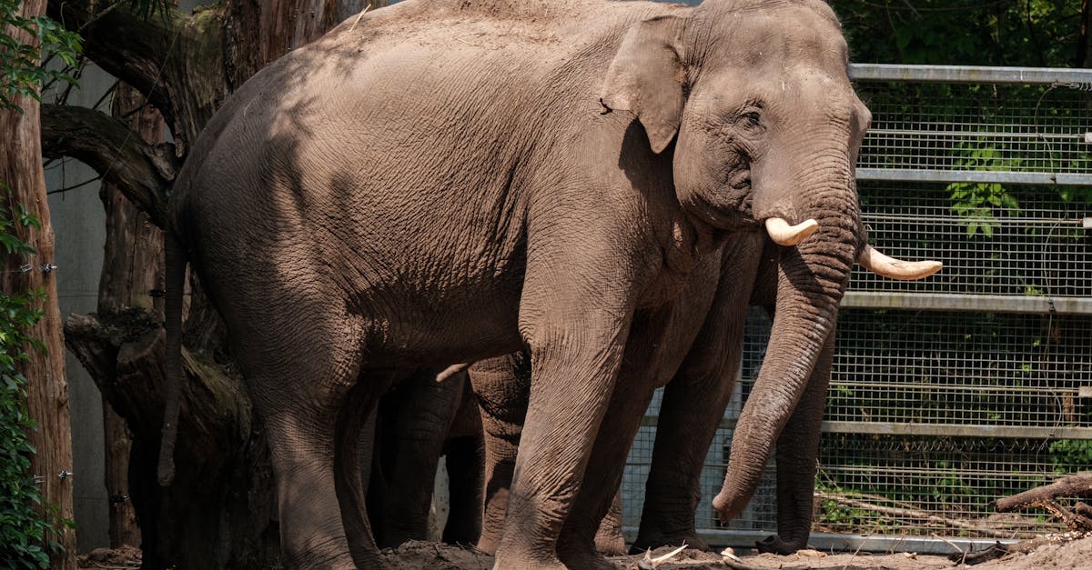 découvrez notre guide sur le dessin d'éléphants, avec des techniques pas à pas et des conseils pour capturer la majesté de ces animaux dans vos œuvres d'art.