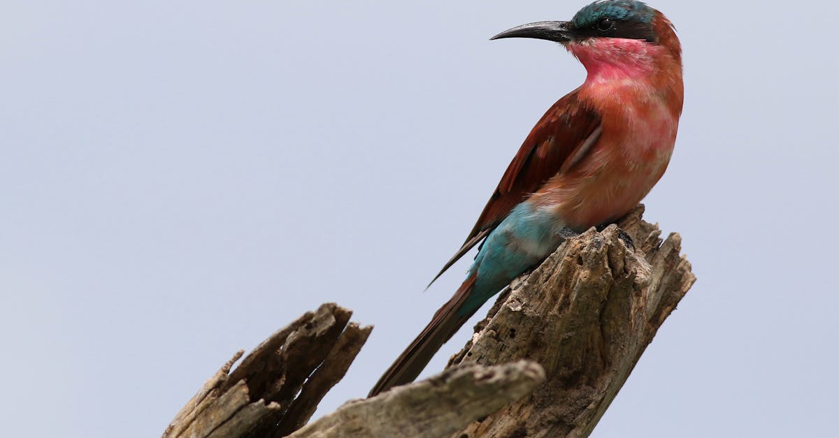 découvrez l'art du dessin de plumes avec des techniques et des astuces pour capturer la légèreté et la beauté de ces œuvres. que vous soyez débutant ou artiste confirmé, explorez des inspirations et des conseils pour réaliser vos propres créations en dessin de plumes.