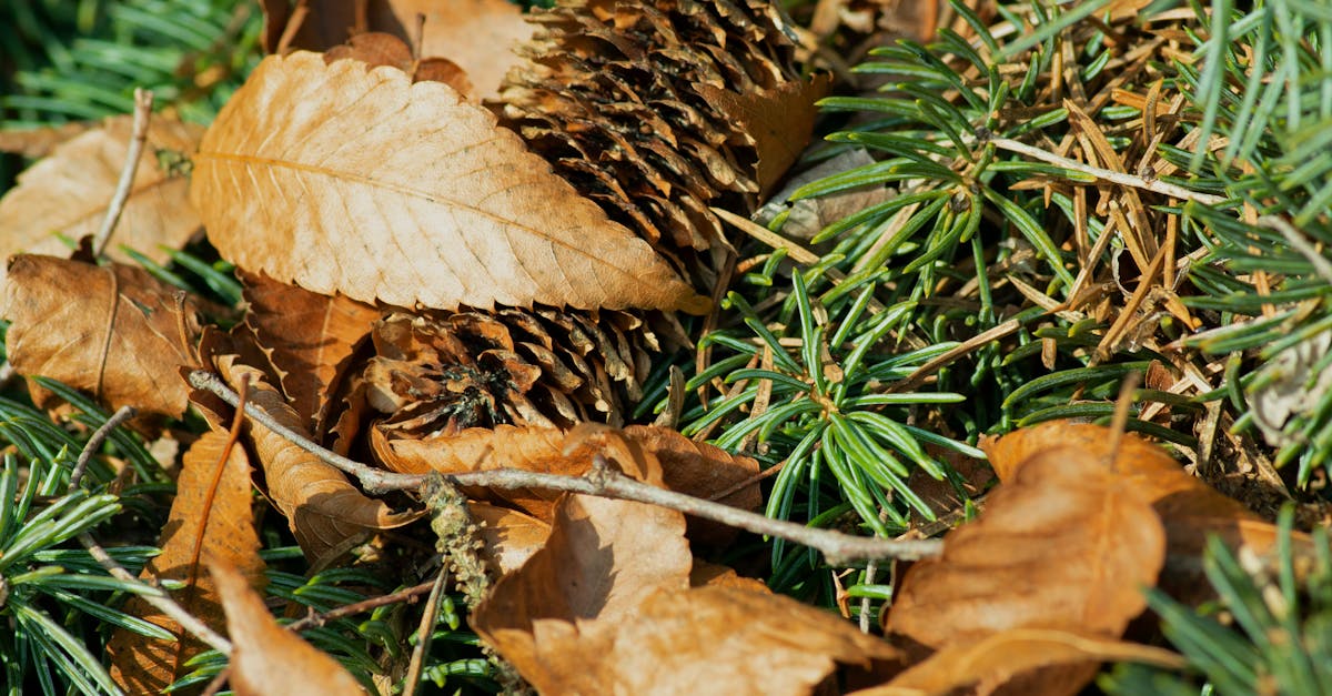 découvrez l'art captivant du dessin de forêts, où la beauté de la nature prend vie à travers des coups de pinceau réalistes et des paysages enchanteurs. plongez dans un univers artistique qui célèbre la biodiversité et invite à la contemplation.
