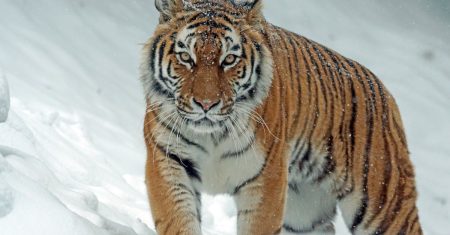 découvrez les impacts du gel sur l'environnement, les plantes et la vie quotidienne. apprenez des techniques pour faire face aux températures glaciales et protéger vos biens des effets du gel.