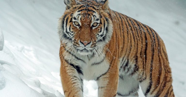 découvrez les impacts du gel sur l'environnement, les plantes et la vie quotidienne. apprenez des techniques pour faire face aux températures glaciales et protéger vos biens des effets du gel.