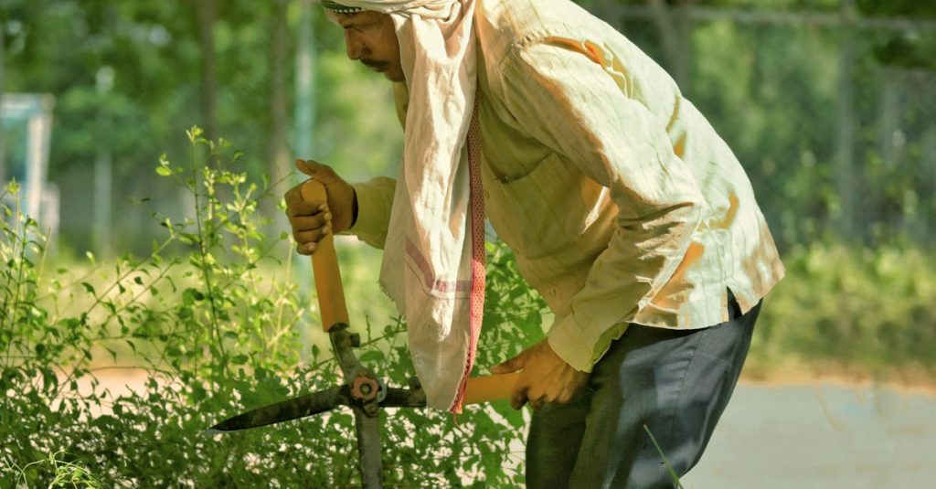 apprenez les meilleures techniques pour la taille des géraniums afin de stimuler leur croissance et d'encourager une floraison abondante. découvrez nos conseils pratiques pour entretenir vos plantes et les garder en pleine santé tout au long de l'année.