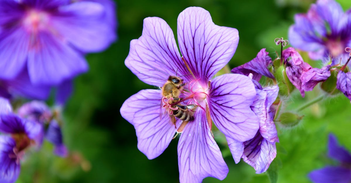 découvrez nos conseils pratiques pour la taille des géraniums et assurez-vous qu'ils fleurissent abondamment. apprenez les techniques de taille adéquates pour entretenir vos plantes et favoriser leur croissance saine.