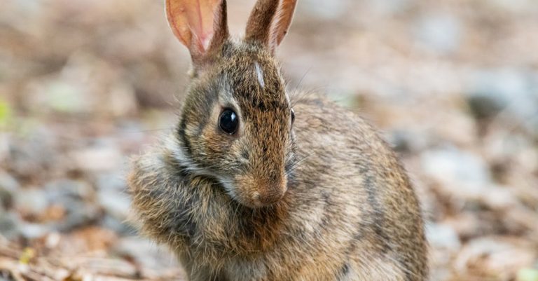 découvrez comment intégrer des liens d'image de manière efficace dans vos contenus. optimisez l'engagement de vos visiteurs grâce à des astuces simples pour enrichir visuellement votre site.