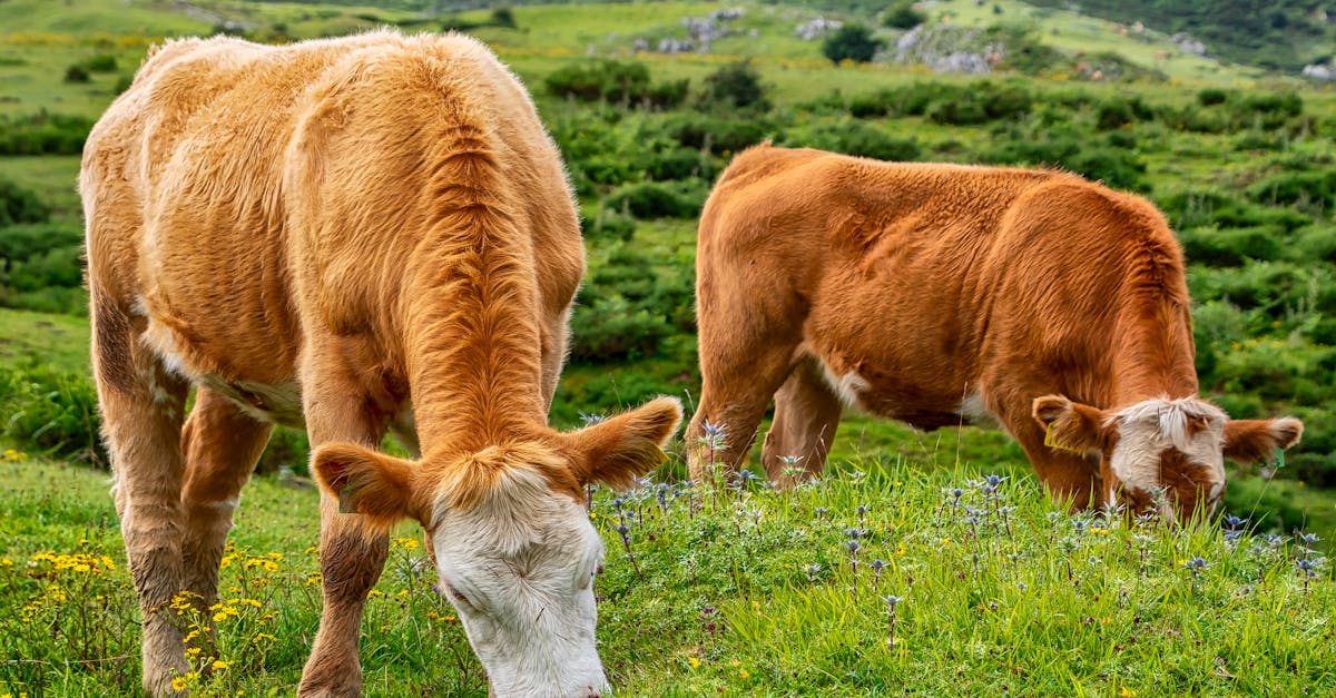 découvrez les causes et les solutions à l'itching, démangeaisons fréquentes et inconfortables. informez-vous sur les traitements disponibles et les conseils pour apaiser votre peau.