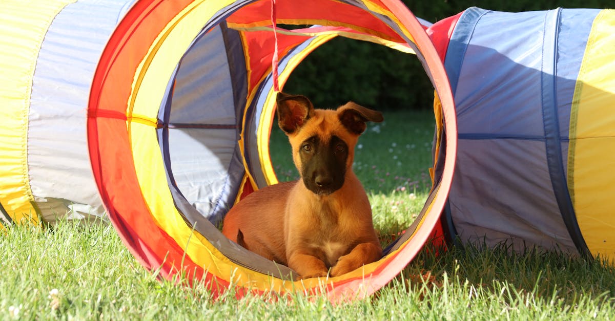 découvrez nos conseils et techniques pour un entraînement efficace de votre malinois. apprenez à développer ses compétences, son obéissance et à renforcer le lien entre vous et votre chien grâce à des méthodes positives.