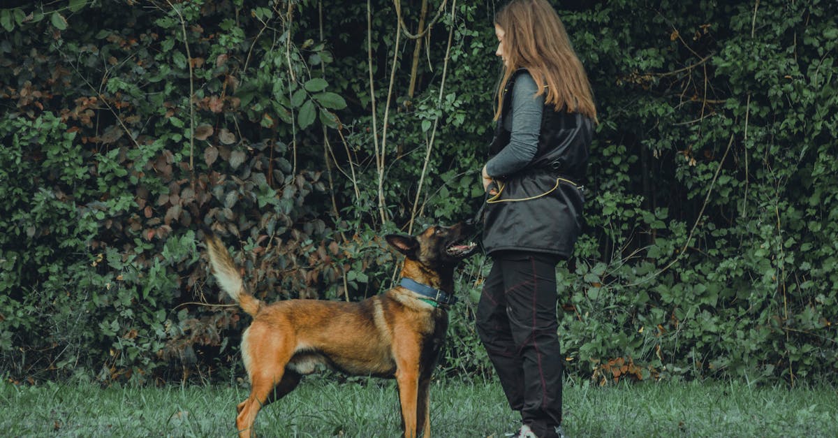 découvrez les meilleures méthodes et conseils pour le dressage de votre malinois. apprenez à établir une communication efficace avec votre chien, à développer son obéissance et à renforcer votre complicité grâce à des techniques adaptées et des exercices ludiques.