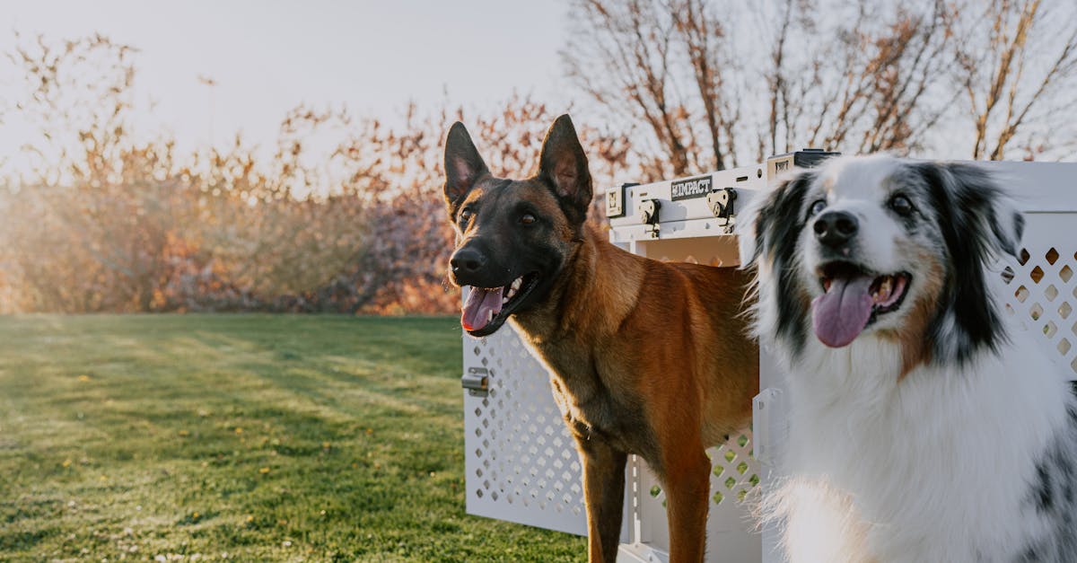 découvrez des conseils efficaces pour le dressage de votre malinois. apprenez les meilleures techniques et méthodes pour éduquer votre chien, renforcer votre complicité et optimiser son comportement au quotidien.