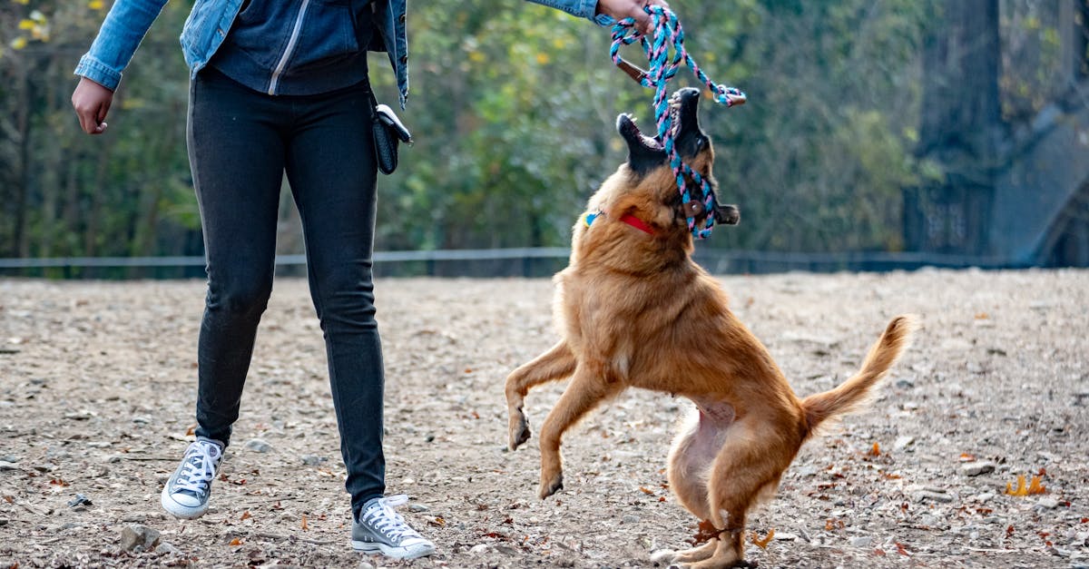 découvrez nos conseils experts pour le entraînement des malinois. optimisez le comportement et l'obéissance de votre chien avec des techniques adaptées pour renforcer le lien entre vous et votre fidèle compagnon.