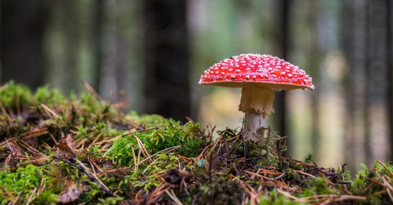 découvrez les raisons de la détérioration des champignons, les signes à surveiller et comment préserver leur fraîcheur. apprenez les meilleures pratiques pour conserver vos champignons et éviter le gaspillage alimentaire.