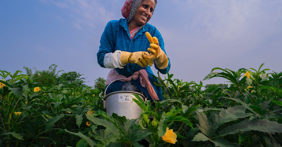 découvrez l'okra, ce légume méditerranéen aux formes uniques et aux saveurs délicates. apprenez ses bienfaits nutritionnels, ses usages en cuisine et des astuces pour le préparer facilement. l'okra, un incontournable pour diversifier vos plats !