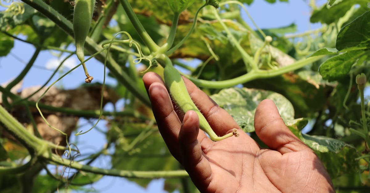 découvrez l'okra, ce légume aux multiples bienfaits, riche en nutriments et délicatement savoureux. apprenez à l'intégrer dans vos recettes pour une cuisine saine et originale.