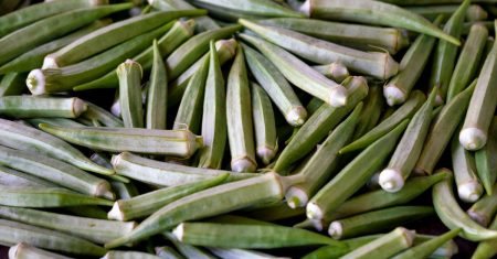 découvrez l'okra, ce légume aux saveurs uniques et textures croquantes. riches en nutriments et faciles à cuisiner, il est parfait pour vos plats sains et savoureux. apprenez tout sur ses bienfaits, ses recettes et comment l'intégrer dans votre alimentation.