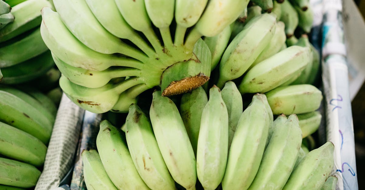 découvrez tout sur les plantains, ce fruit polyvalent et nourrissant. apprenez des recettes savoureuses, les bienfaits nutritionnels et les différentes façons de les préparer pour ravir vos papilles.