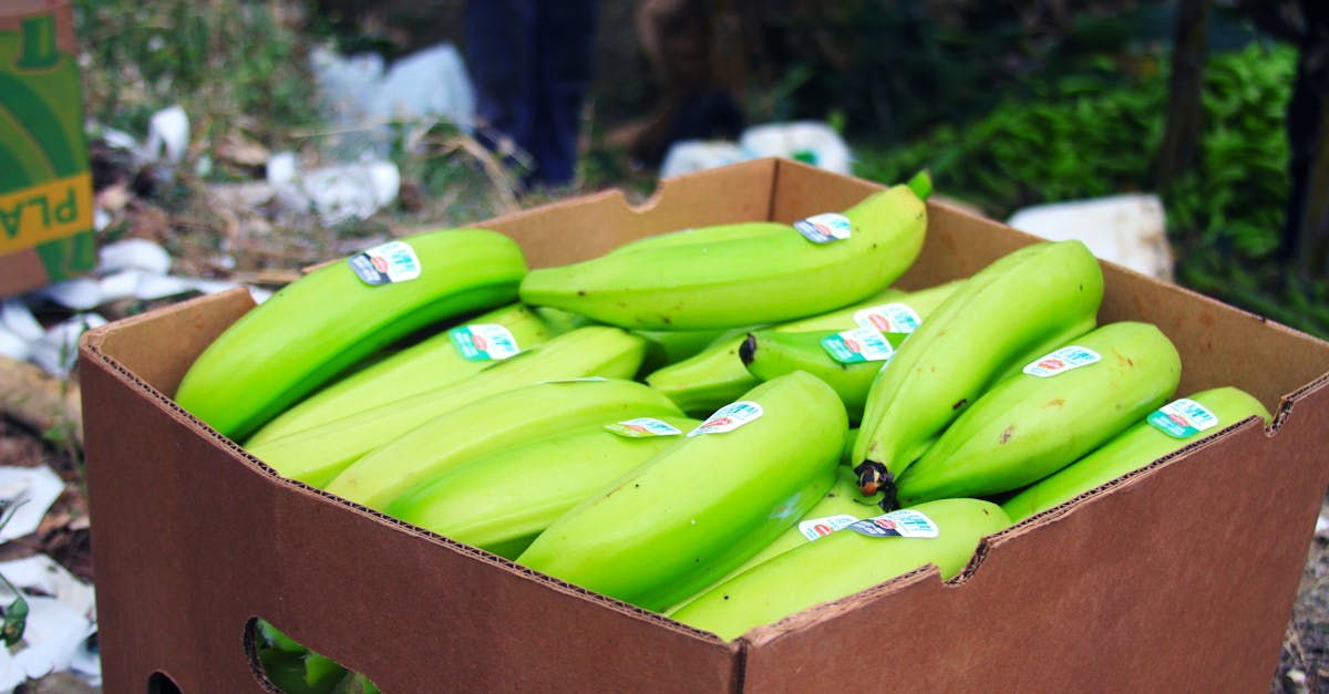 découvrez les plantains, un ingrédient polyvalent et savoureux de la cuisine tropicale. apprenez à cuisiner ces bananes vertes riches en nutriments, avec des recettes variées allant des frites croustillantes aux platines sucrés, pour régaler vos papilles tout en explorant les traditions culinaires du monde.