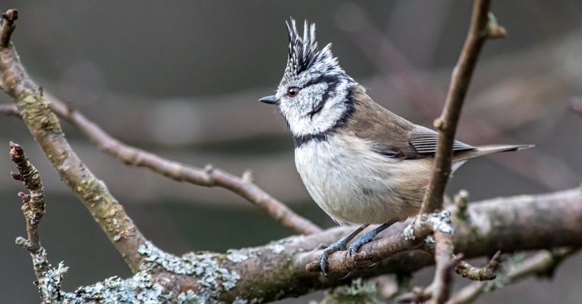 découvrez l'univers fascinant des pokémon, où l'aventure, l'amitié et le combat se rencontrent. plongez dans le monde des dresseurs et de leurs créatures tout en explorant les jeux, les séries animées et les films qui ont captivé des millions de fans à travers le monde.