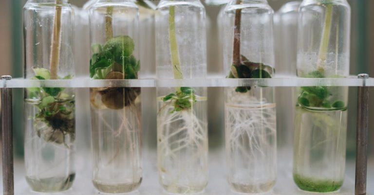 découvrez les différents aspects de la propagation, des principes de base aux applications pratiques dans divers domaines tels que la biologie, la physique et les technologies de communication. apprenez comment les ondes, les plantes et les idées se propagent et influencent notre monde.