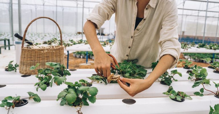 découvrez l'art de la taille des plantes : techniques, conseils et astuces pour un jardin sain et florissant. apprenez à optimiser la croissance de vos végétaux tout en embellissant votre espace extérieur.