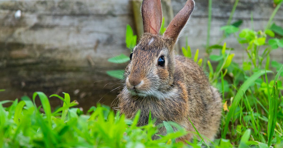 découvrez l'art du dessin de lapin avec nos astuces et tutoriels. apprenez à capturer la beauté de ces adorables animaux à travers vos dessins grâce à des techniques simples et créatives.