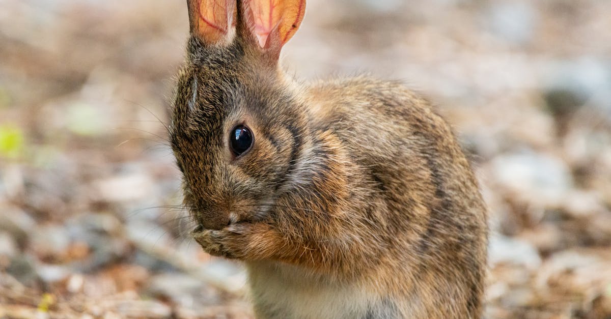 découvrez comment réaliser des dessins de lapins avec des techniques simples et créatives. que vous soyez débutant ou artiste expérimenté, notre guide vous aidera à capturer la beauté de ces adorables animaux sur papier.