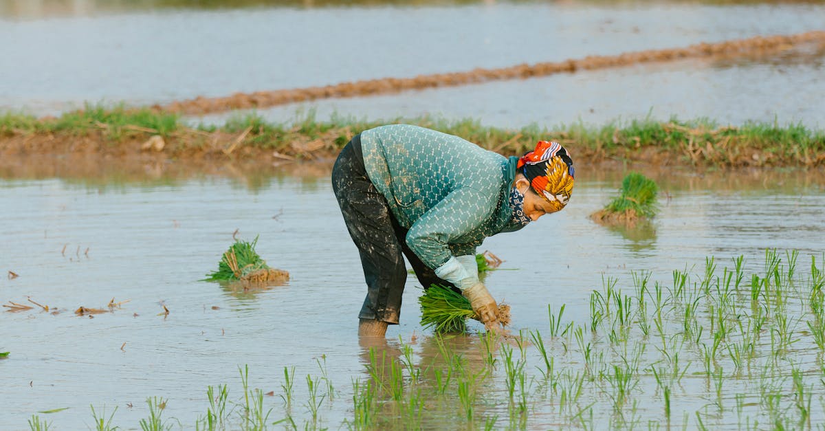 découvrez le cuiseur à riz, un appareil pratique et efficace pour préparer un riz parfaitement cuit en un rien de temps. simplifiez vos repas avec cet indispensable de la cuisine qui vous permet d'explorer diverses recettes du monde entier.