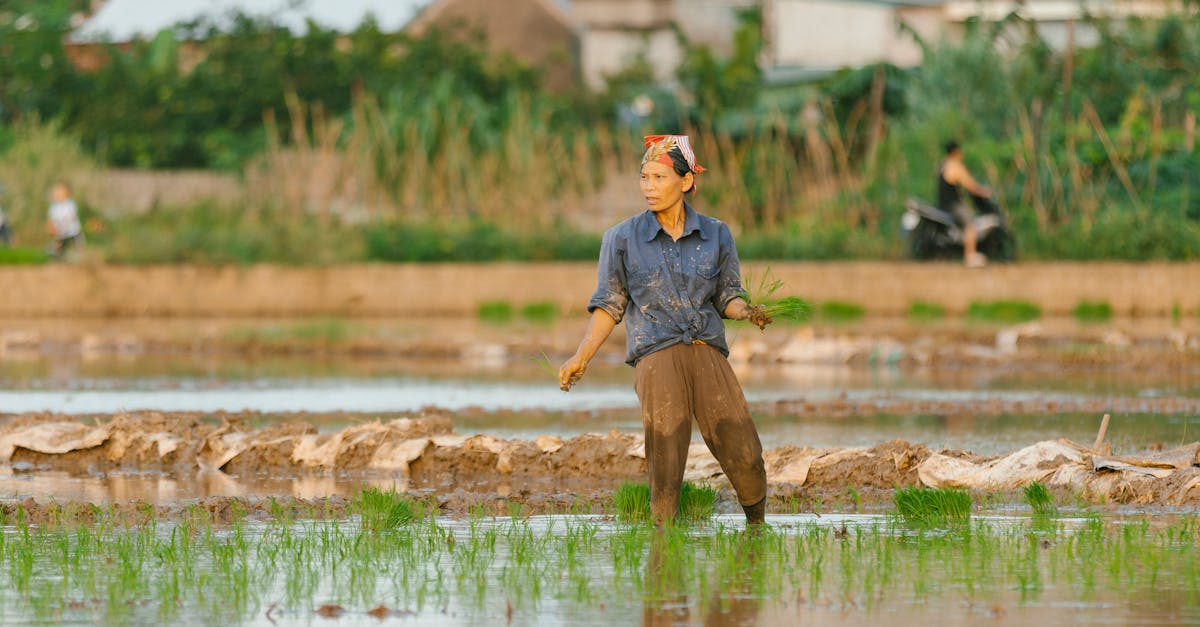 découvrez notre cuiseur à riz, l'appareil incontournable pour préparer parfaitement du riz à chaque fois. facile à utiliser, il assure une cuisson homogène et délicieuse, tout en préservant les nutriments. parfait pour vos repas quotidiens !