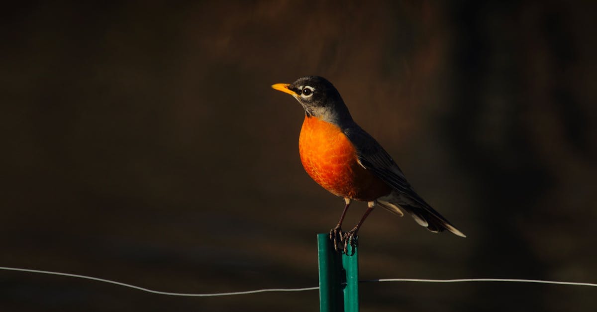 découvrez le personnage emblématique de robin, son histoire captivante et son impact sur la culture populaire. plongez dans l'univers fascinant de ce héros aux multiples facettes qui a marqué des générations.